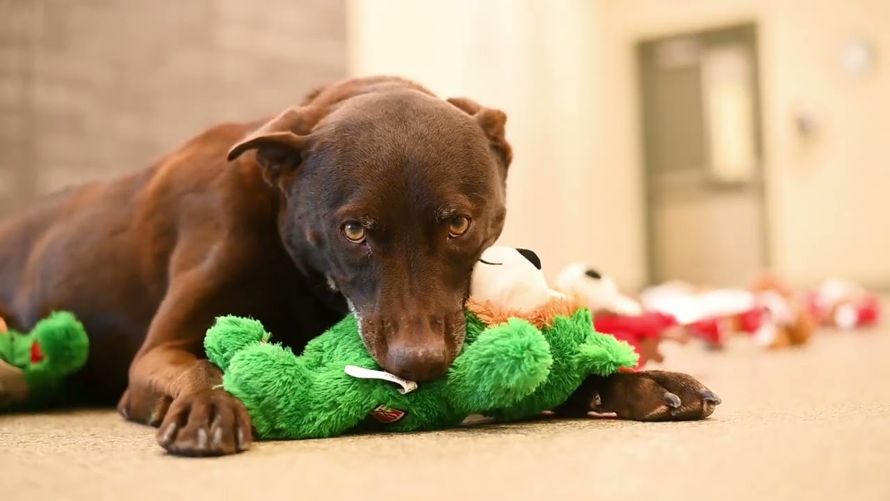 ARLGP Adoptable Dogs Picking Their Own Toys for Christmas!