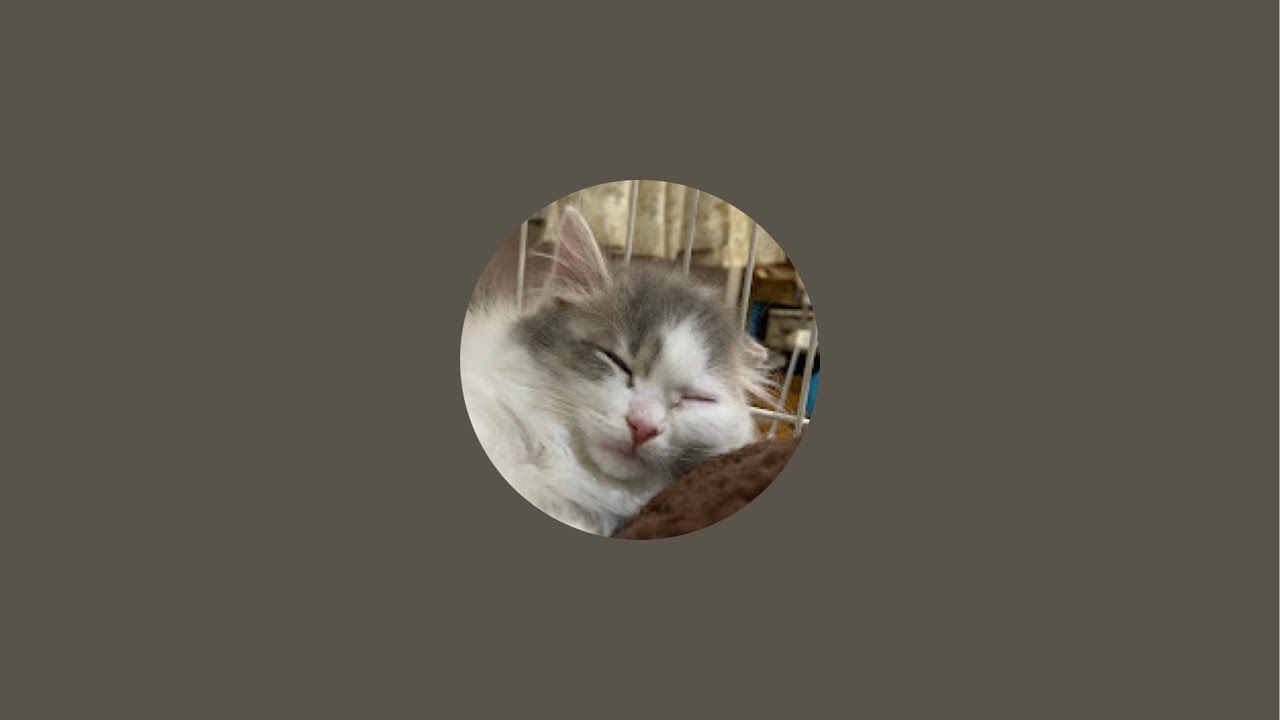 平日の夜は猫と一緒に生放送