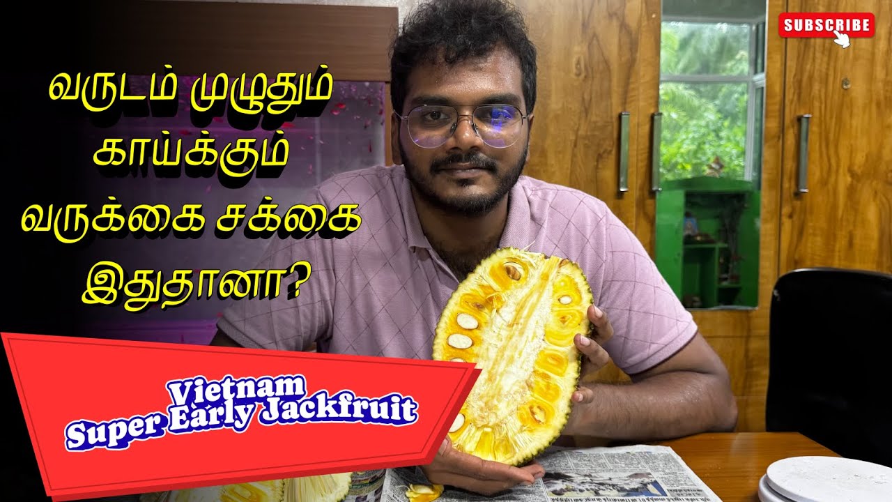 Vietnam All-Season Jackfruit | இனிப்பில் அசத்தும் வருக்கை சக்கை!