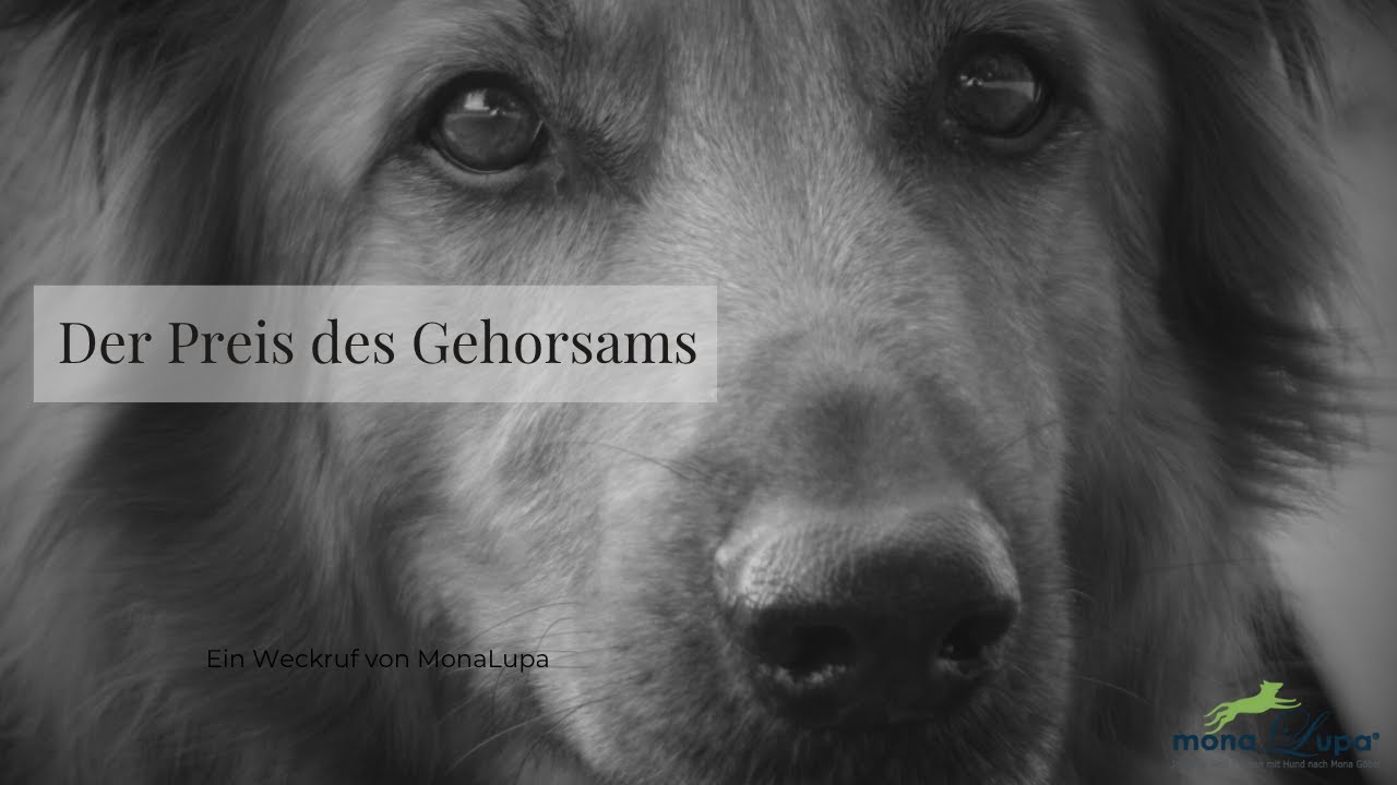 Dein Hund gehorcht wie eine Maschine – aber bedeutet Gehorsam wirklich Vertrauen?