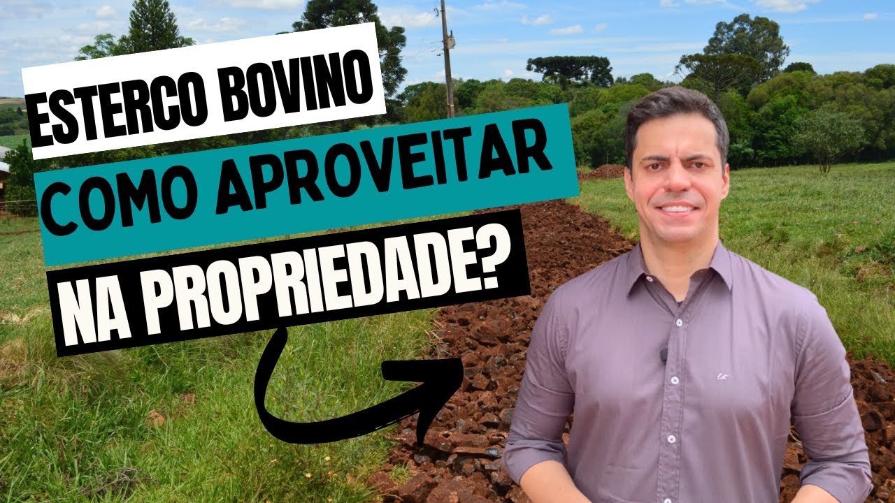 ESTERCO BOVINO- COMO APROVEITA-LO NA PROPRIEDADE?