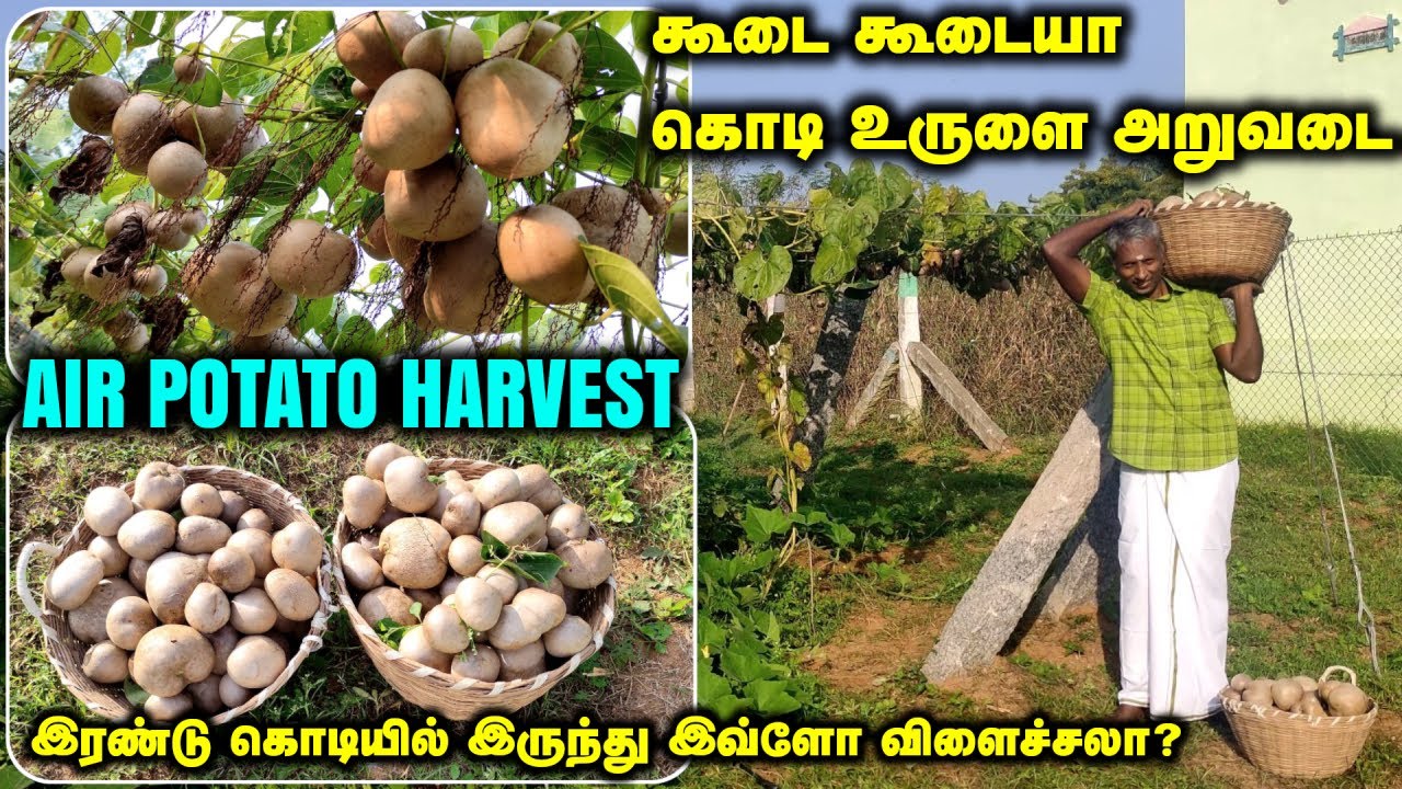 அடேங்கப்பா அறுவடை | கூடை கூடையா கொடி உருளை (Air Potato) அறுவடை, வெறும் இரண்டு கொடியில் இருந்து