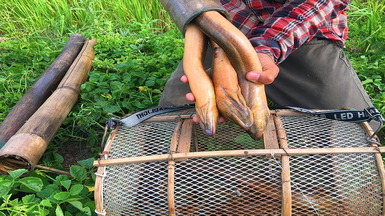 Eel Fishing - Man Fishing Eel Using Bamboo Trap - Hole Bamboo Trap