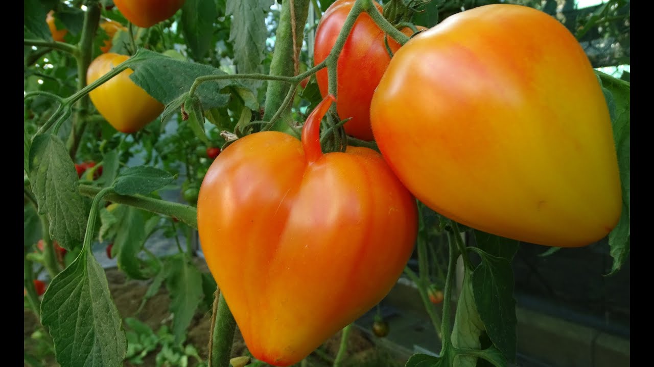 Tomatensorten 2021, die mich positiv überrascht haben