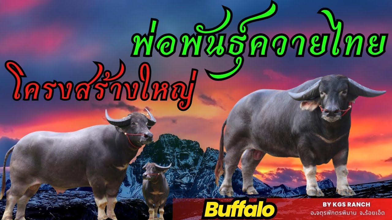 รวมพ่อพันธุ์ควายไทยโครงสร้างใหญ่มีความสูงมาก