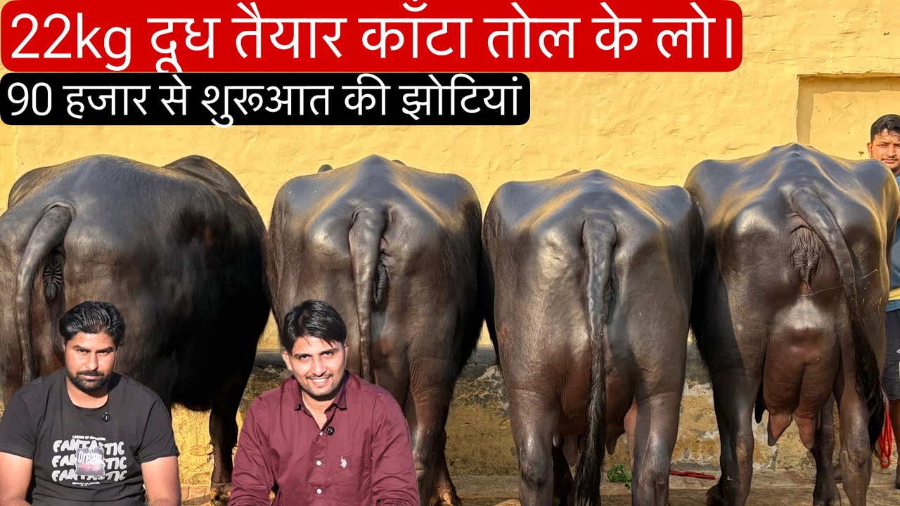 📞 98133 62304 - 22kg दूध तैयार 90 हजार से पशुधन की शुरुआत Jhosi Dairy Farm Narnual