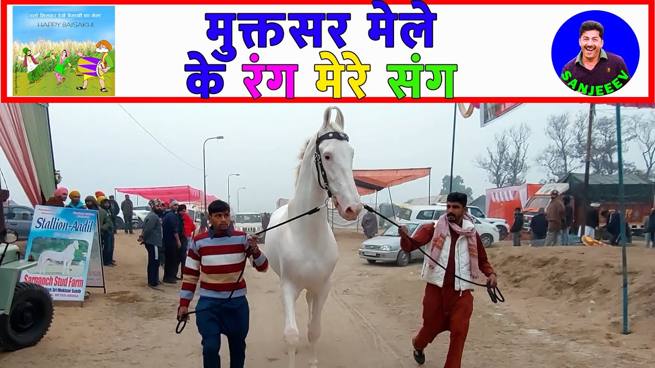 🐴 मुक्तसर मेला मंडी 2024 की कोने कोने की खबर - मुक्तसर घोड़ा मंडी ਮੁਕਤਸਰ ਮਾਘੀ ਮੇਲਾ 2024 Horse Video