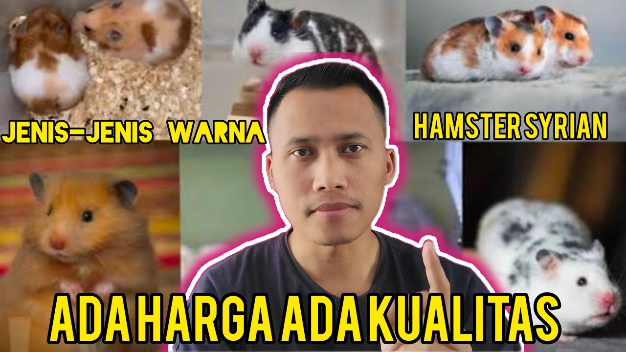 JENIS-JENIS WARNA HAMSTER SYRIAN BESERTA HARGANYA