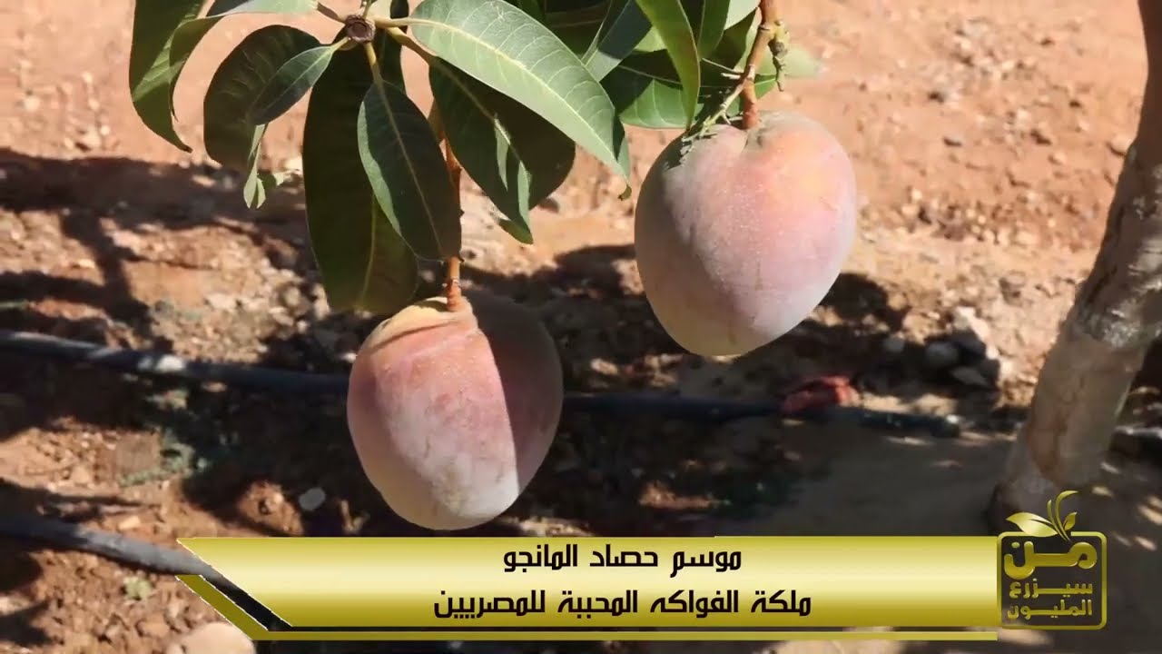 قراميط مفترسة تنقذ مزرعة مانجو أسطورة من الموت.. والإنتاج خيالي 😳🥭