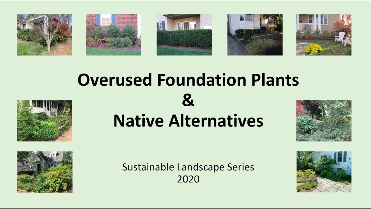 Overused Foundation Plants & Native Alternatives