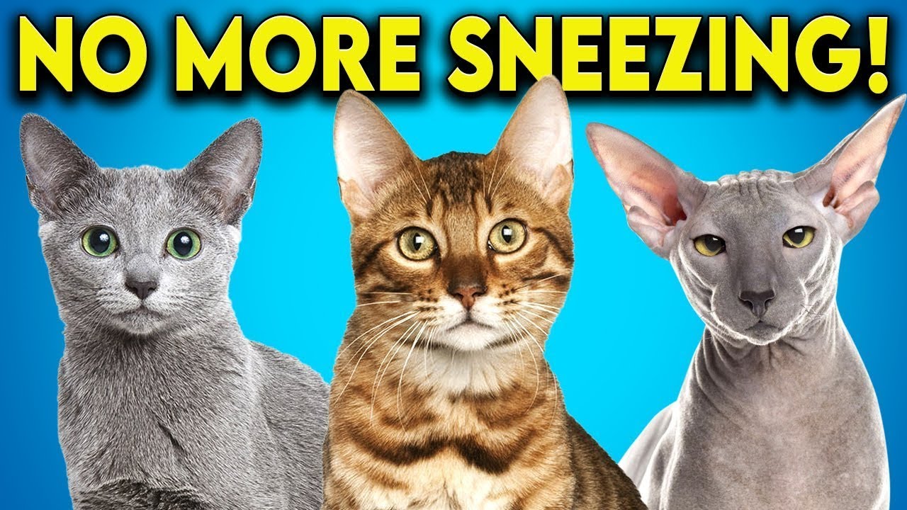 Аллергия на кошек? Вот породы кошек, которые вам стоит завести! (Гипоаллергенные кошки)