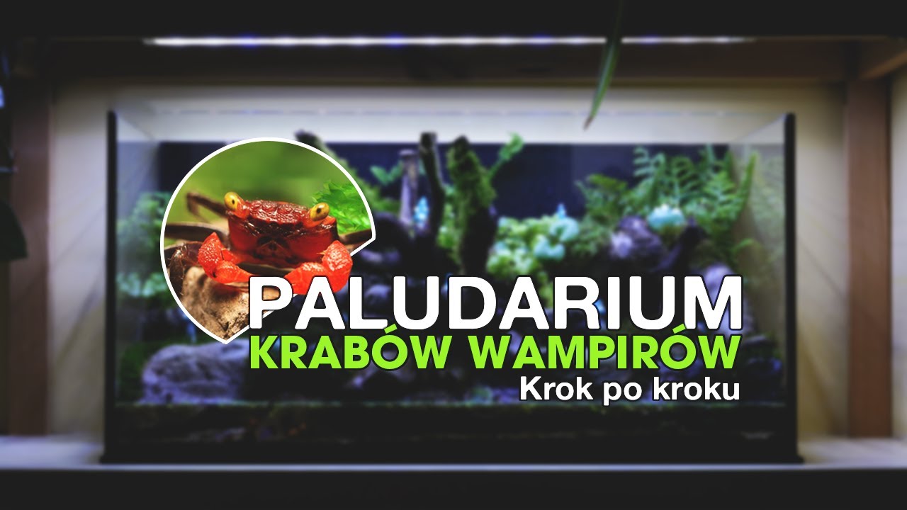 🦀 JAK KROK PO KROKU STWORZYĆ PALUDARIUM DLA KRABÓW WAMPIRÓW? (GEOSESARMA)