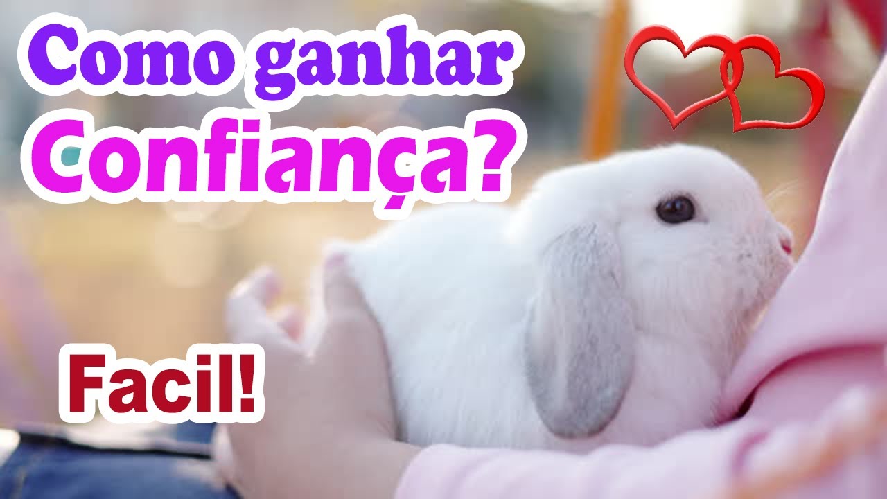 7 dicas para fazer o coelho confiar em você! Como fazer o coelho gostar de mim?