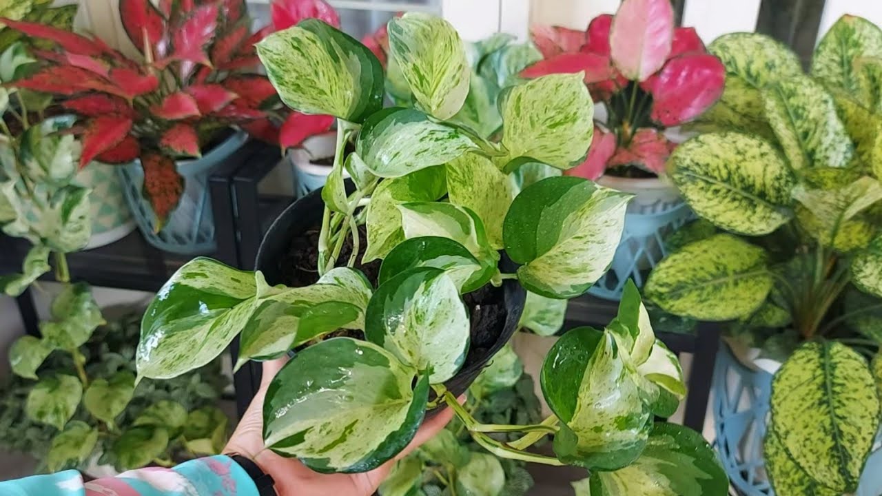 Rekomendasi 6 jenis tanaman hias cantik dengan harga ekonomis