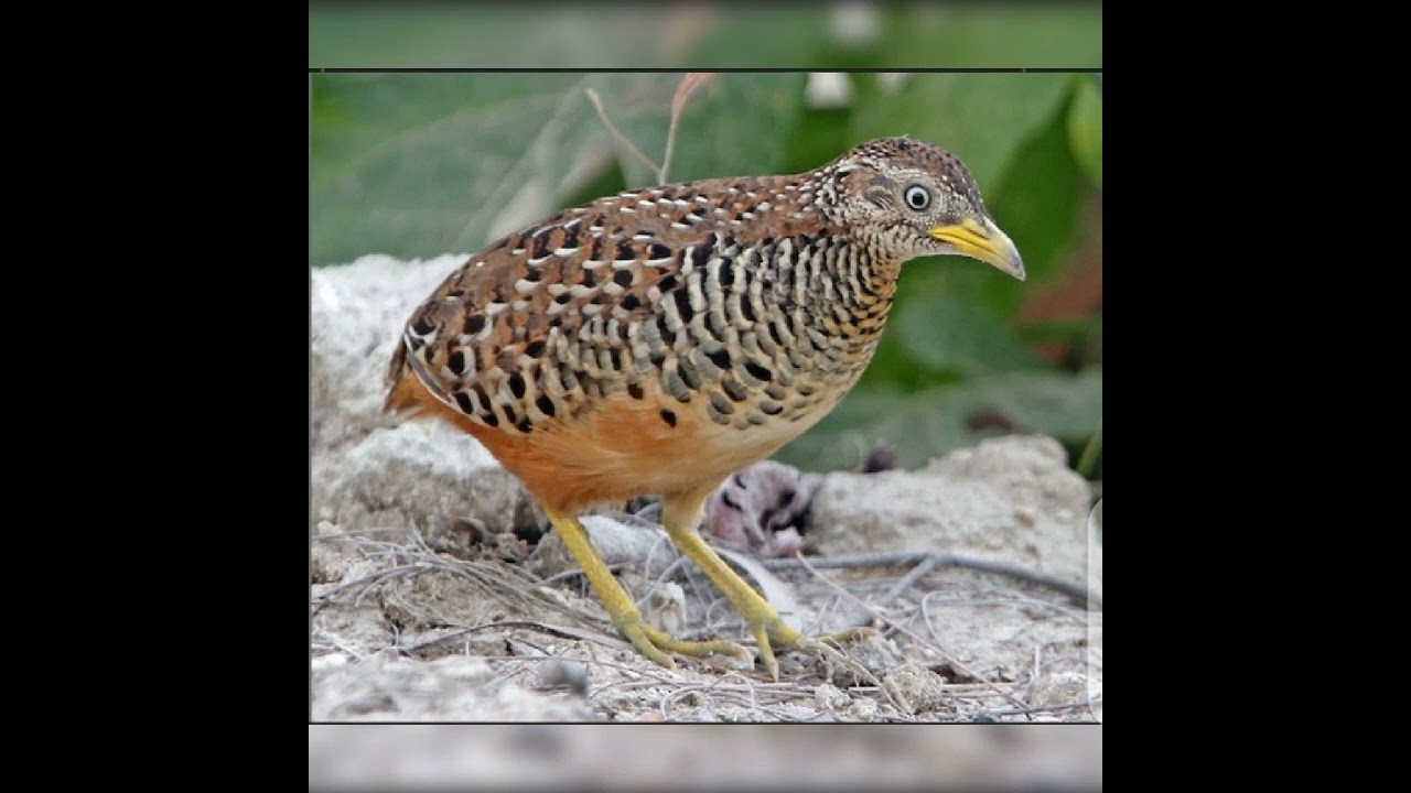 barred quail call #barred button quail voice!#quail#shorts #yoytubets.#shorts