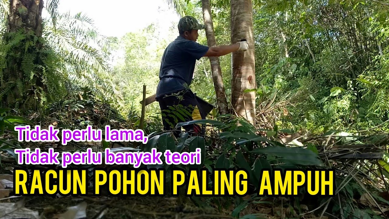 Cara Paling AMPUH Mematikan Pohon Besar Tanpa Ditebang ( Part - 1 )