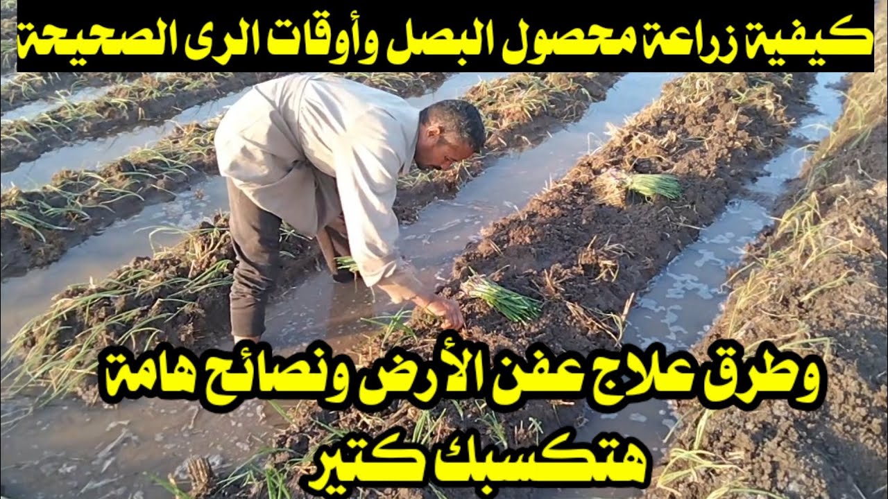 كيفية زراعة محصول البصل وأوقات الرى الصحيحة وكيفية التخلص من عفن الأرض وتحقيق مكاسب كبيرة
