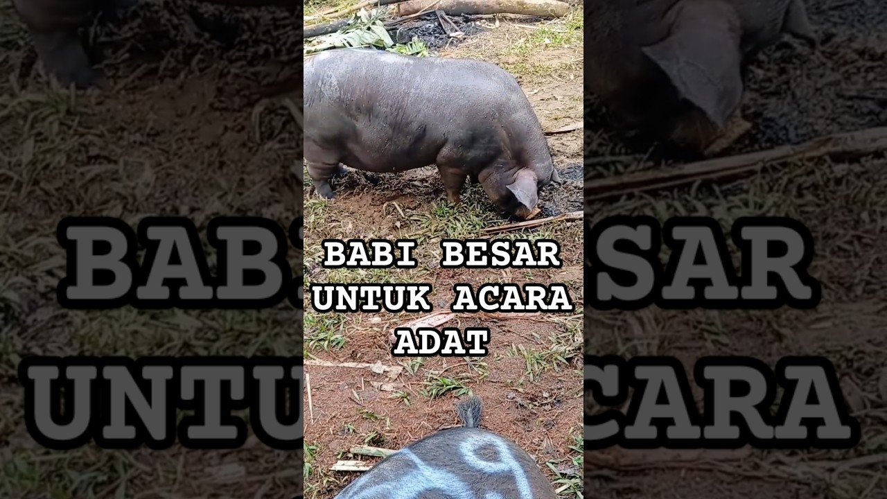 WOW!!!Babi Besar Untuk Upacara Adat Toraja #pig #exploretoraja