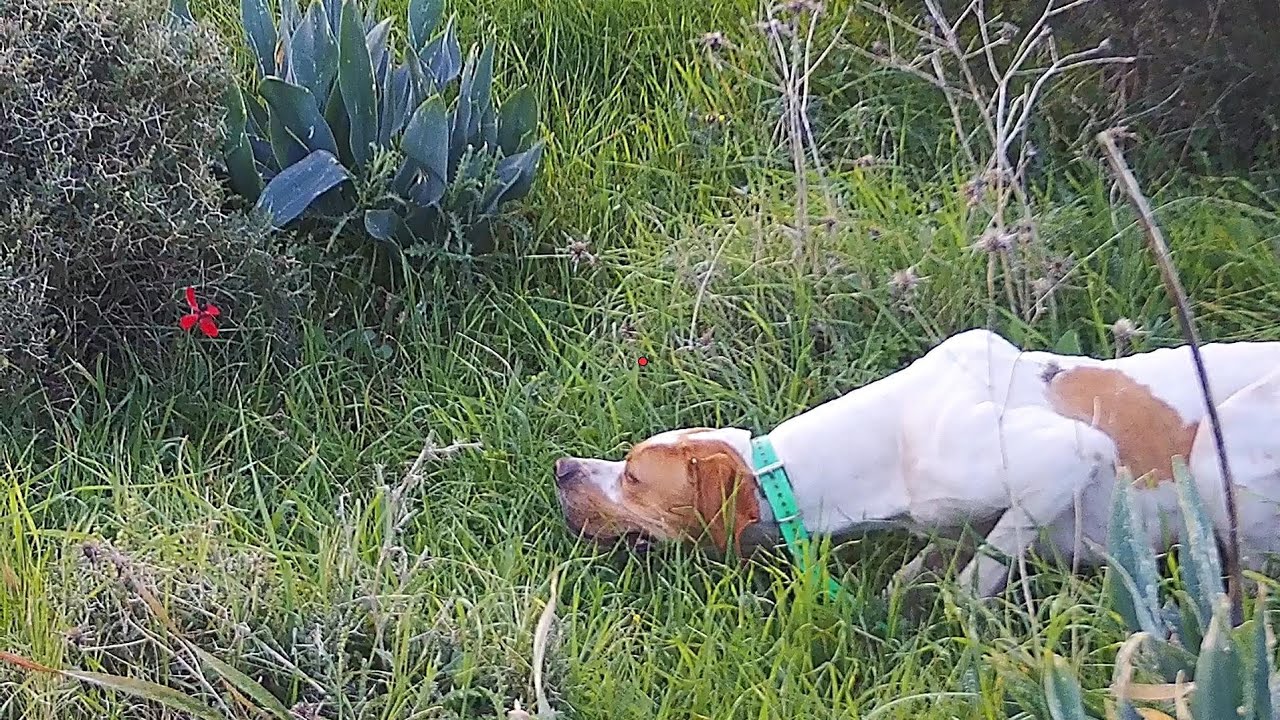 Quail Hunting - Shotkam Shots Only