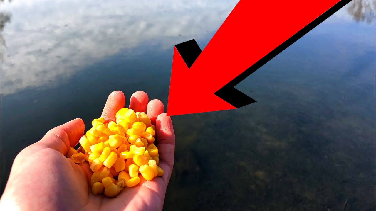 How to CHUM for BIG FISH! Catfish/Carp chumming! Easy, effective, cheap!