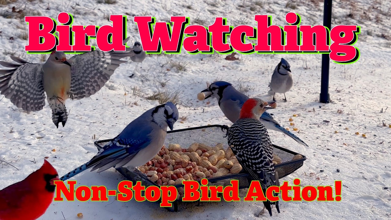 Bird Watching, Every Like and Comment is another day I feed these birds!