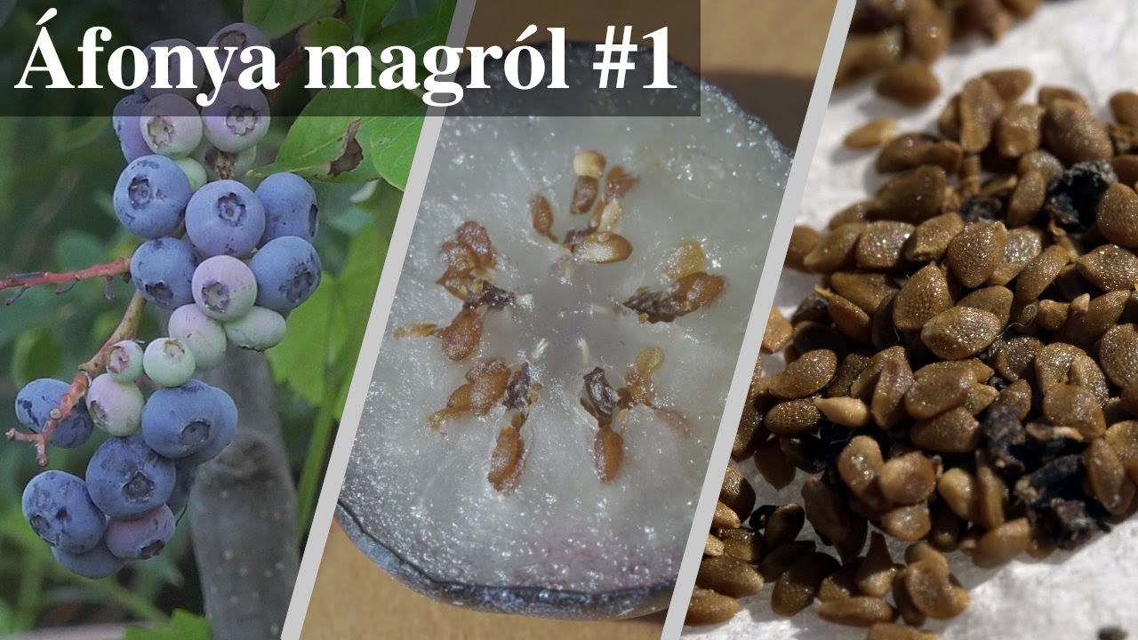 Áfonya szaporítása magról
