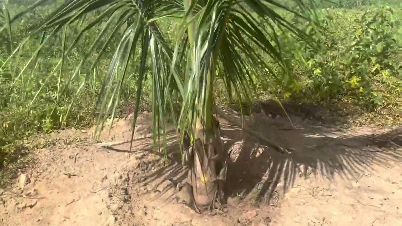Pé de coco soltando a bainha de flores.