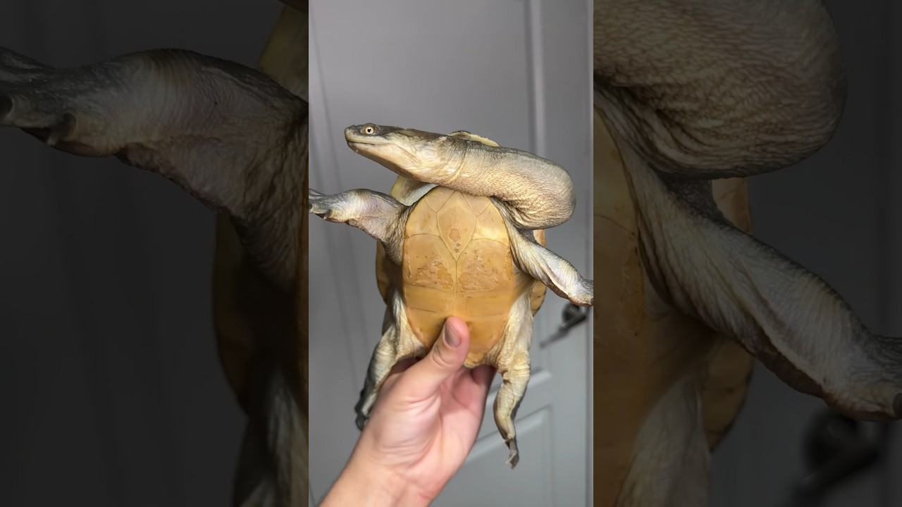Check out this Captive Bred Indonesian Snake Neck Turtle!