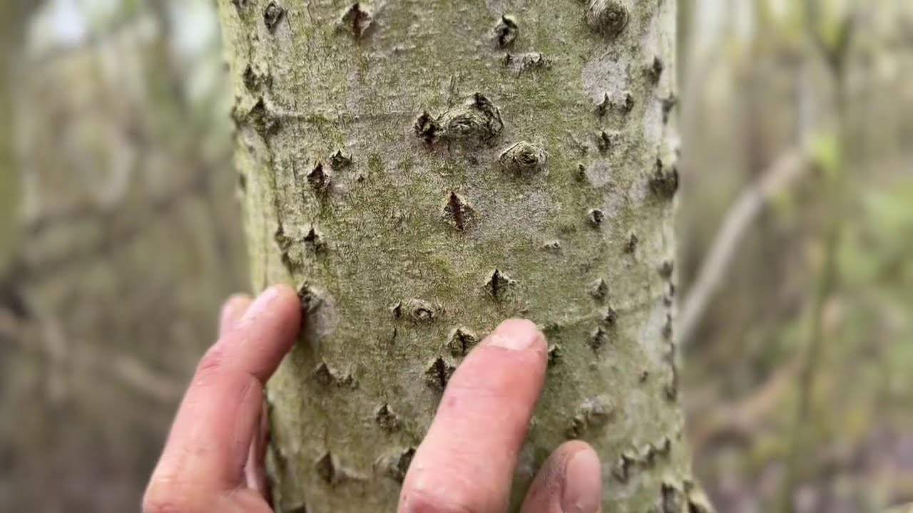 Habitat del tartufo bianco in Piemonte