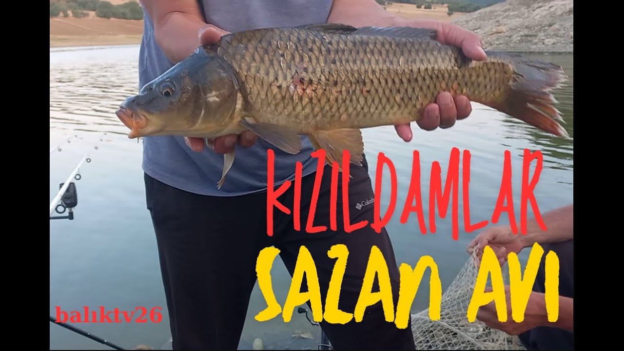 Kızıldamlar Barajı Sazan Avı Bölüm #2024-2  Çok Vuruş Az balık Aldık !!!