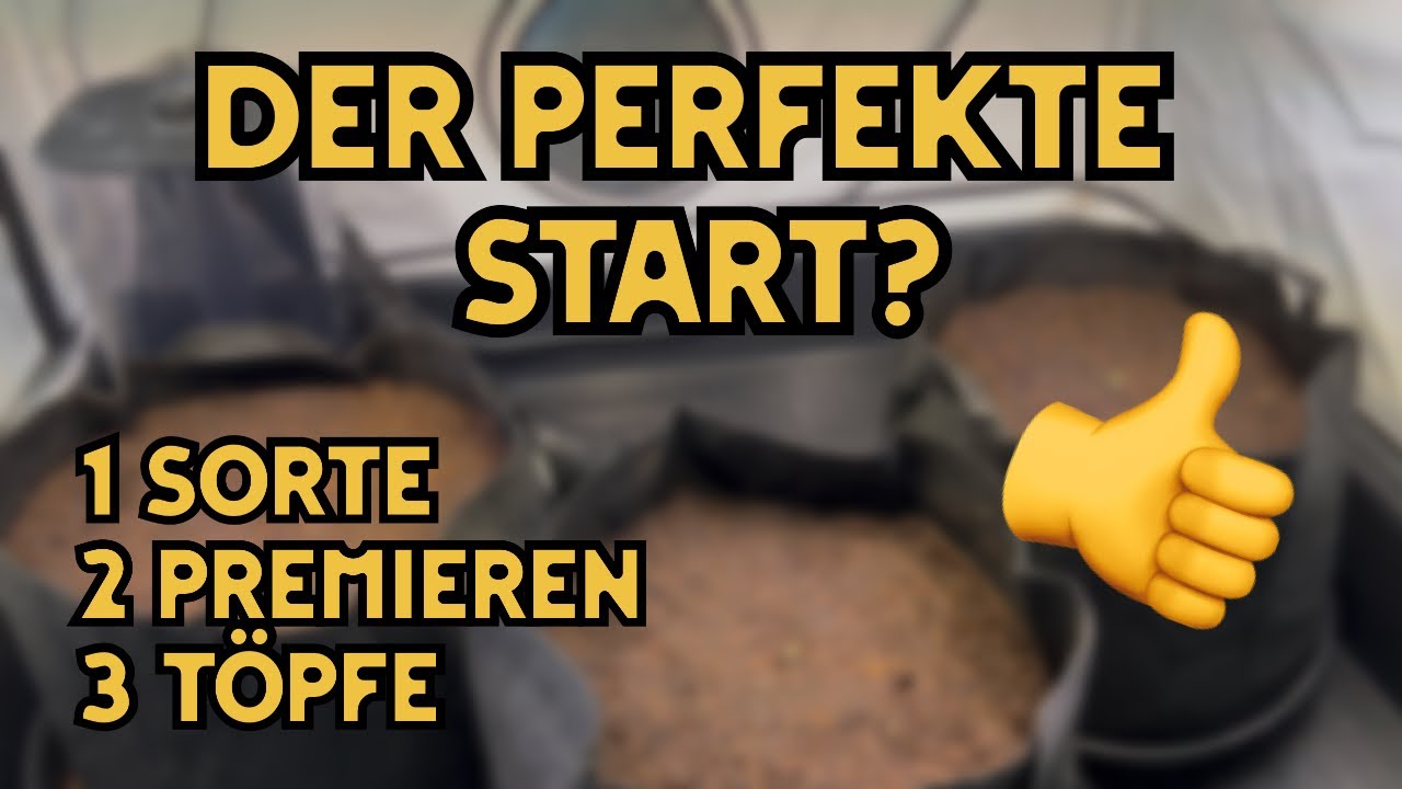 Perfekter Start mit Autoflowers | #RQS #grow