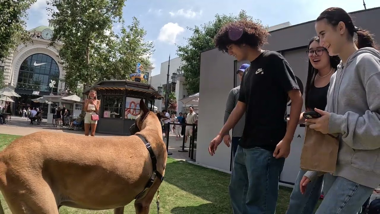 Cash 2.0 Great Dane at The Grove and Farmers Market in Los Angeles 65