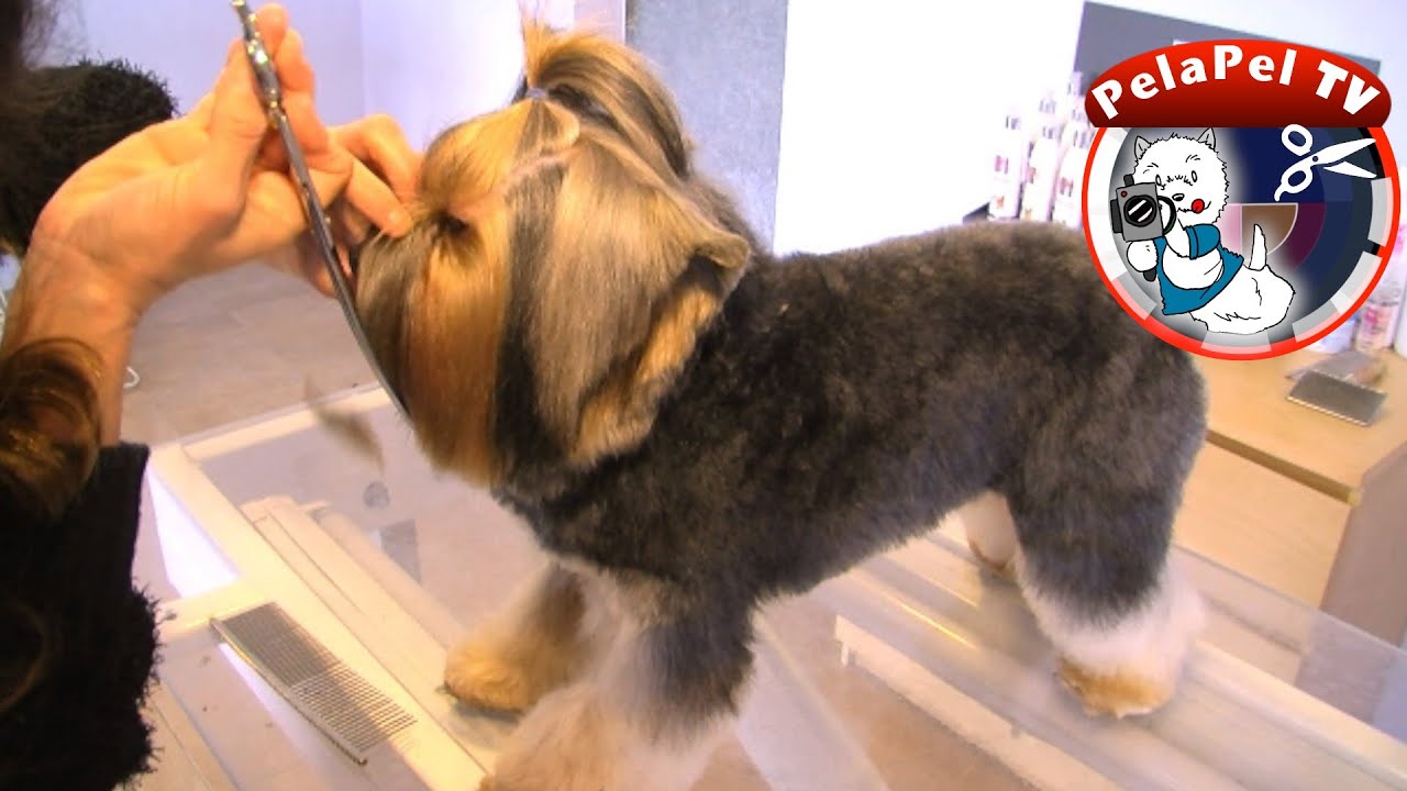 PELUQUERÍA CANINA WORKSHOP  DE YORKSHIRE TERRIER - REALIZADO POR ESTER CATALÁN