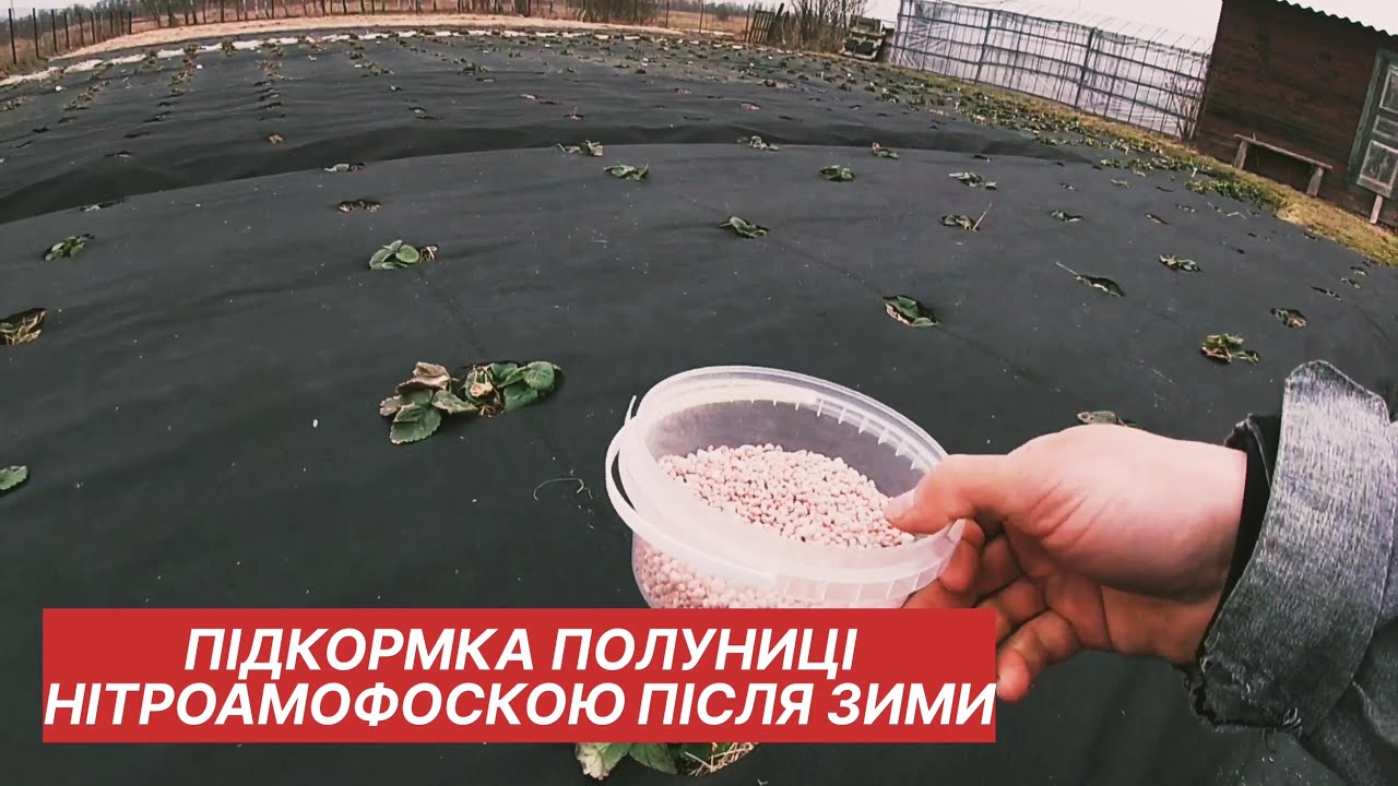 Правильне дозування НІТРОАМОФОСКИ для куща полуниці/Вирощування полуниці на Поліссі