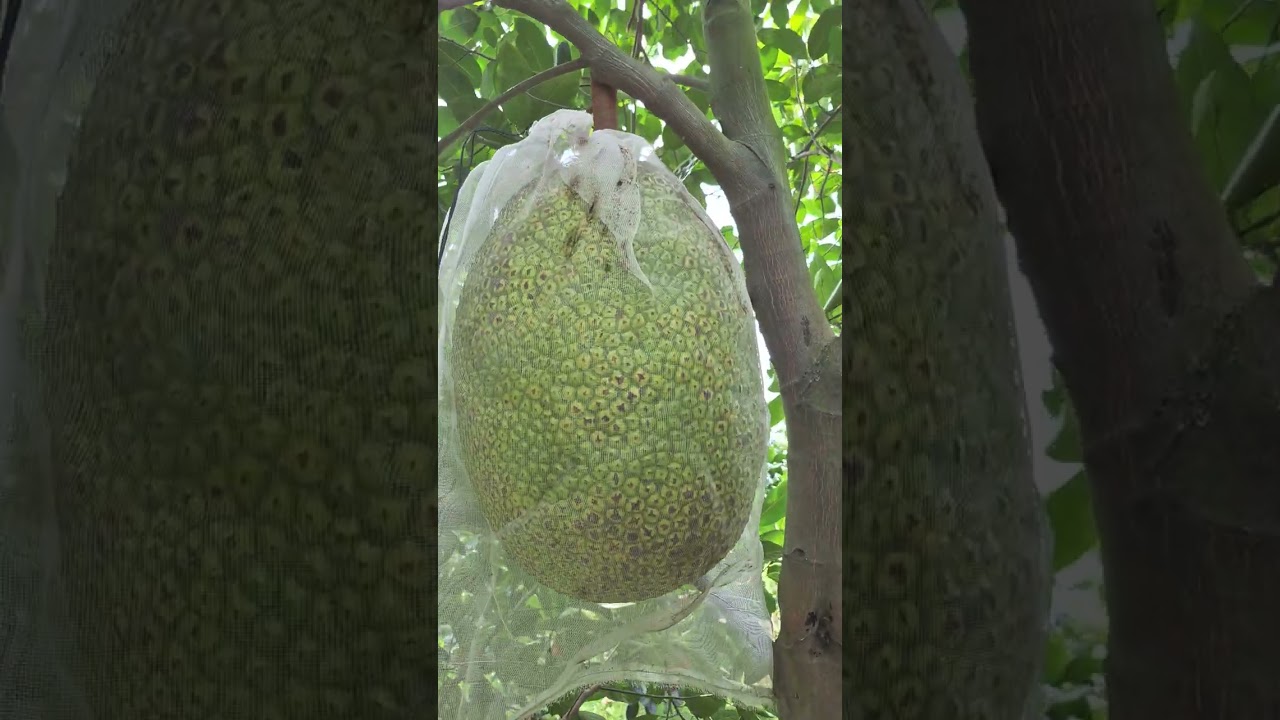 🥰🥰🥰Mung 6 Di cat mit cung thuong lay 🥰🥰Bao gia mit lien tuc😍😍😍