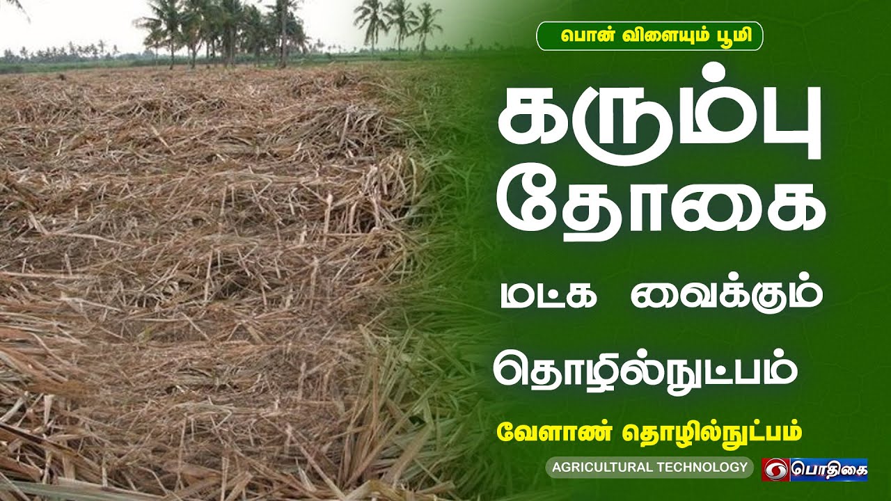 கரும்பு தோகை மட்க வைக்கும் தொழில்நுட்பம்  | Agricultural Technology