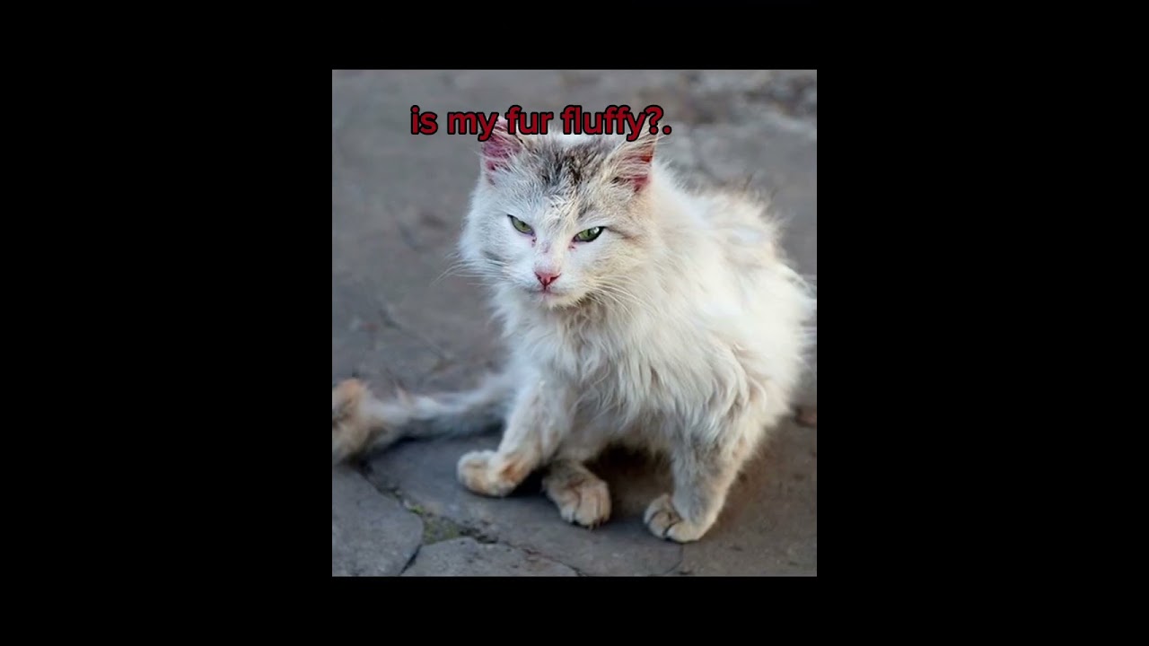 I feel so bad for homeless animals..I wish I could adopt all homeless animals, not my og idea!!