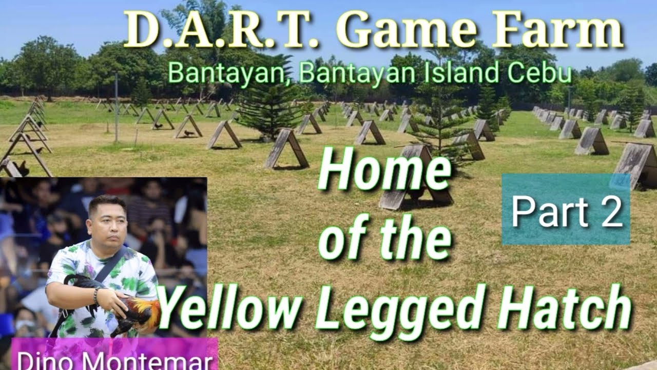 EP396 Part 2: Home of the Yellow Legged Hatch/DART GF