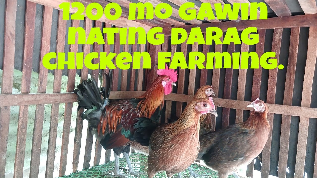 1200 mo gawin nating darag native chicken farming.