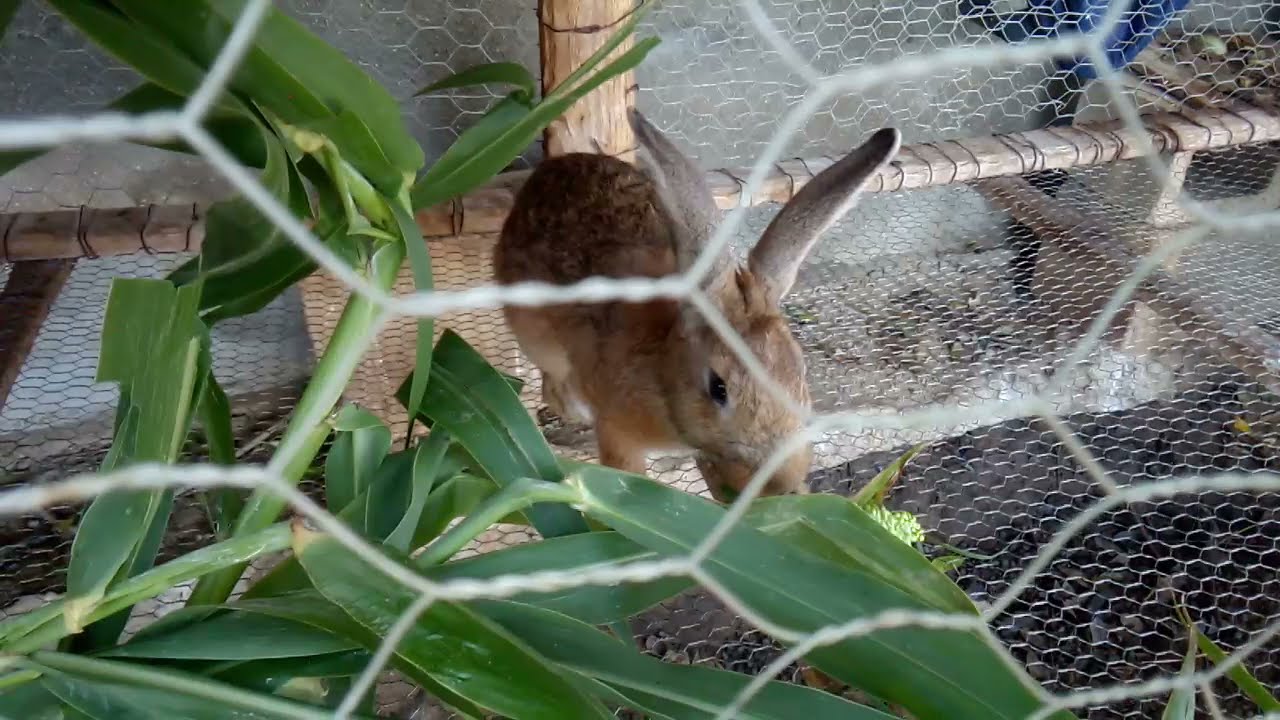 Como alimentar a nuestros conejos con forraje alternativo.