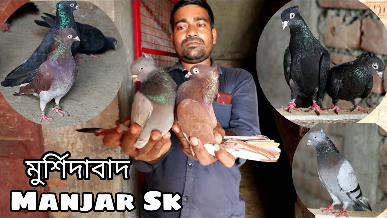 Jack Chotial  Trumblar Pigeons of Manjar Sk  / Manjar Sk Pigeon Loft Visit - Murshidabad