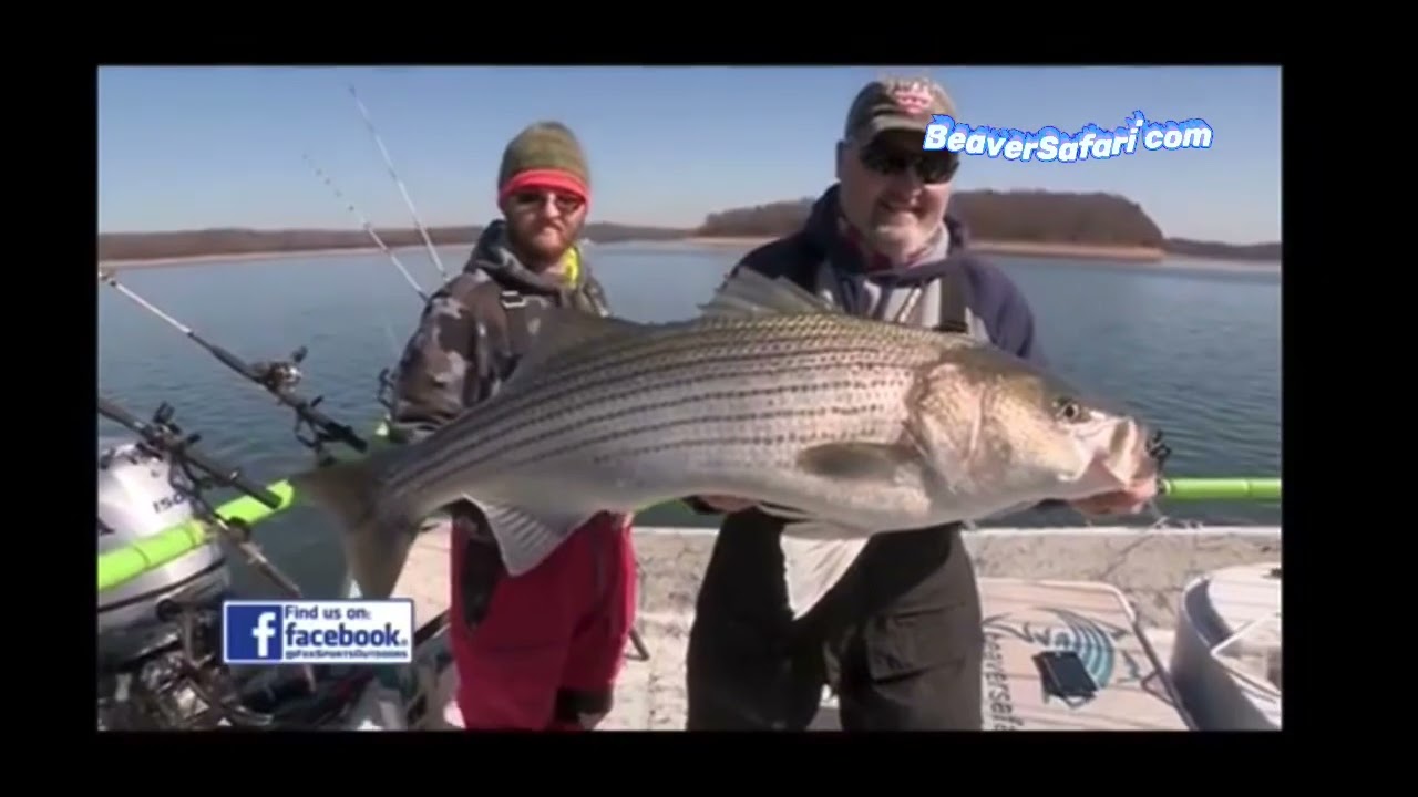 Beaver Lake AR Striper Fishing Guide DIY Educational video! Catch GIANT Striped Bass on Beaver Lake!