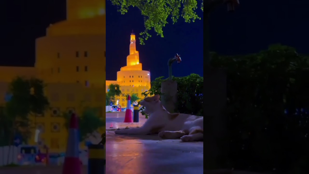 Abdullah Bin Zaid Mosque Behind a Cat 🐾 | A Peaceful Doha Moment #shorts #viral