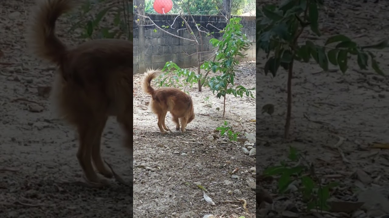 &iquest;Por qu&eacute; olfateo el suelo? Explicaci&oacute;n de Enzo, el Perrito Curioso. #perros #mascotas