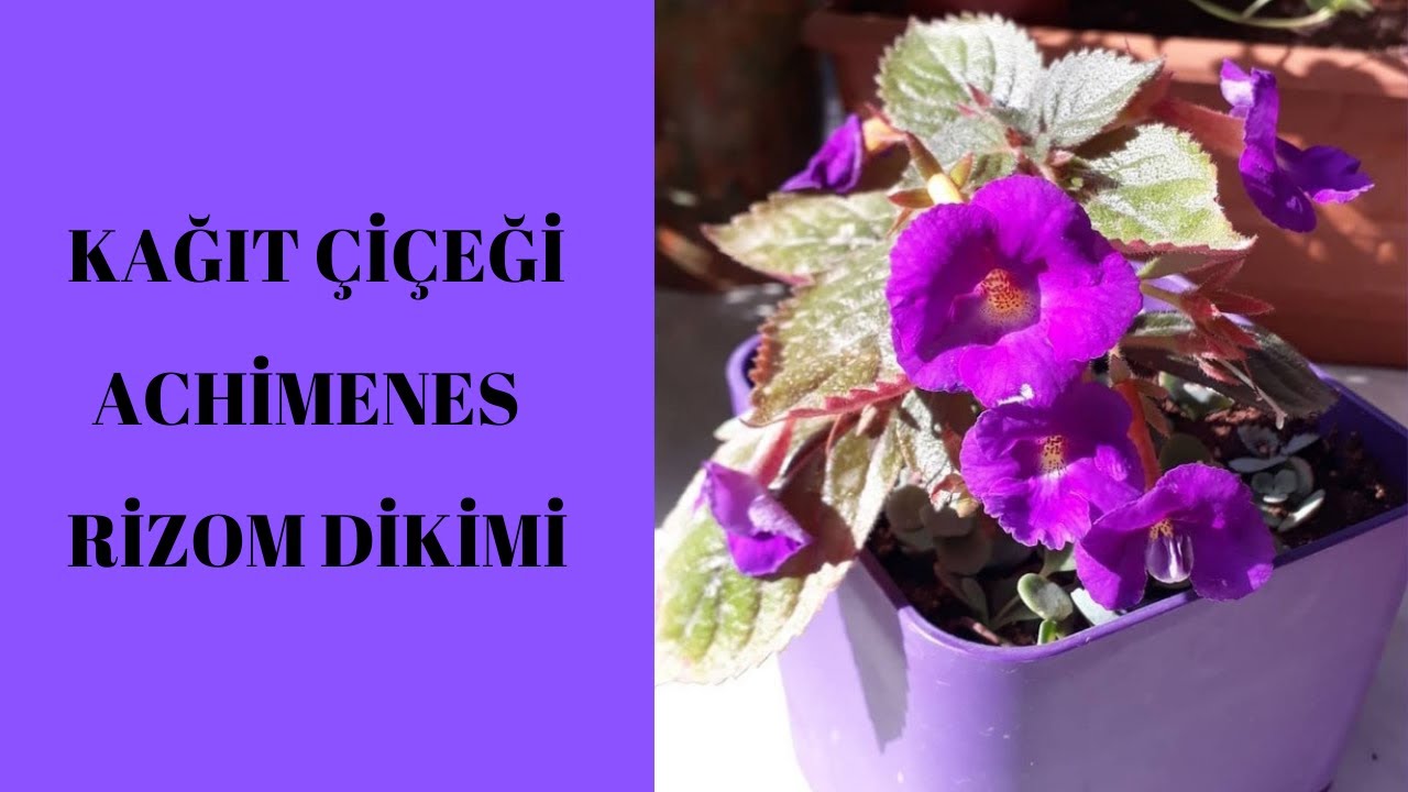 KAĞIT ÇİÇEĞİ ACHİMENES RİZOM DİKİMİ