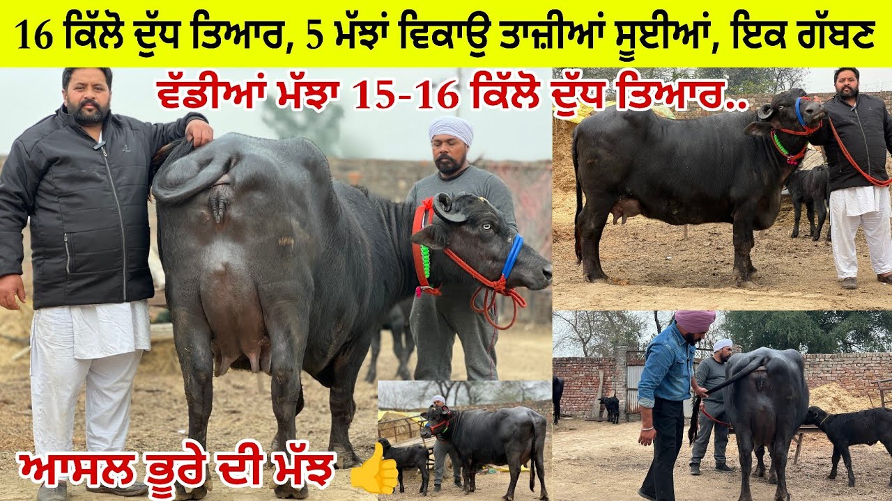 ਭਗਵੰਤ ਕੋਲ 5 ਮੱਝਾ ਝੋਟੀਆਂ ਵਿਕਾਊ 4 ਤਾਜ਼ੀਆਂ ਸੂਈਆਂ 1 ਗੱਬਣ ਤਿਆਰ ਮੁੱਲ ਬਿਲਕੁਲ ਜ਼ਾਇਜ ਪਿੰਡ ਆਸਲ (ਪੱਟੀ) 