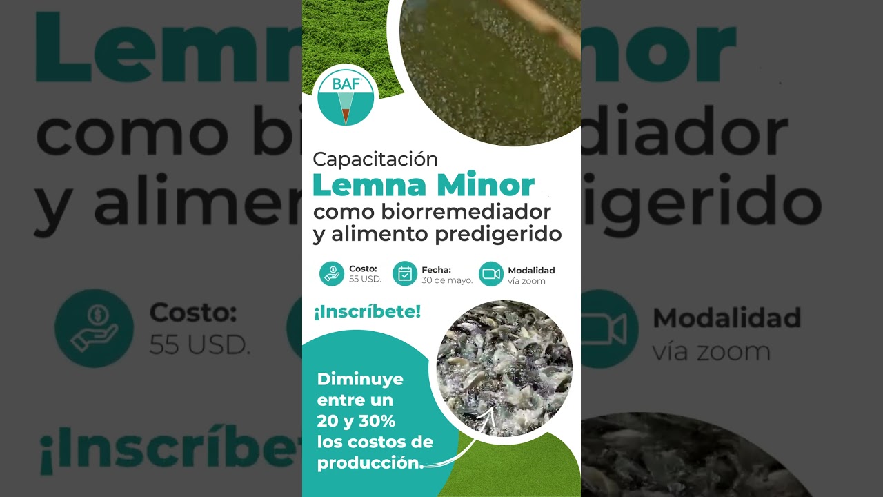 Lemna Minor como biorremediador y alimento predigerido