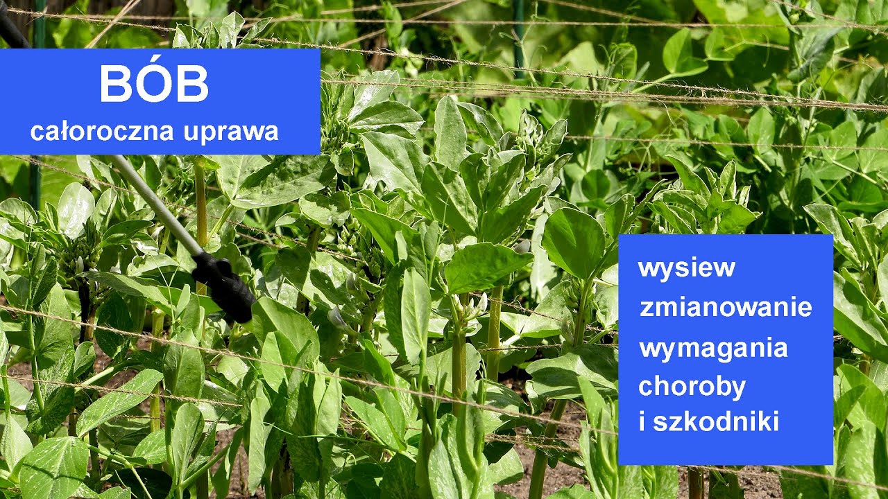 B&oacute;b - całoroczna uprawa - wysiew, zmianowanie, nawożenie... Ogr&oacute;d warzywny.
