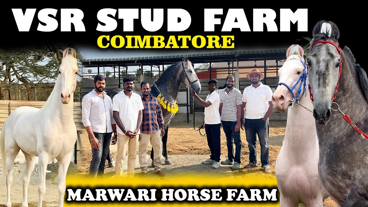 Coimbatore's Famous Marwari Horse Farm | VSR Stud Farm