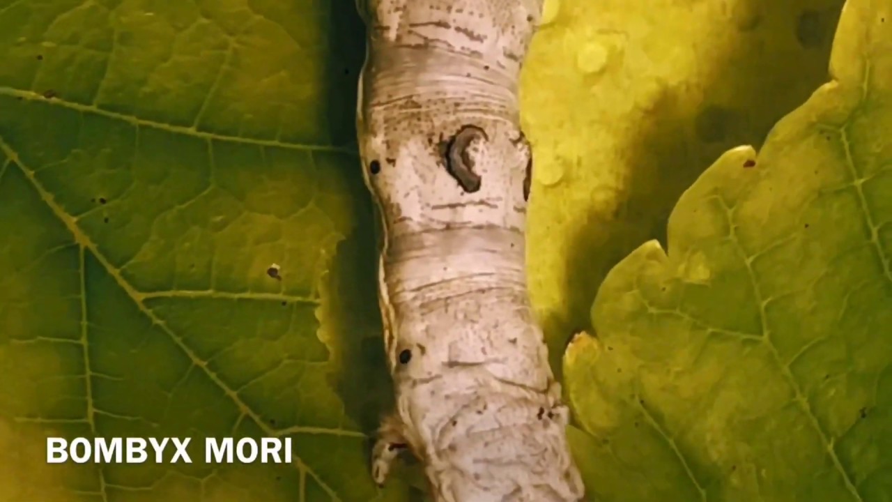 Bombyx Larva to Adult HD